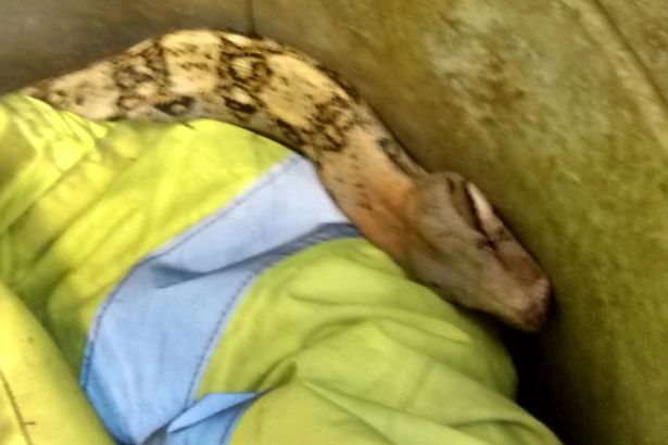 Возле детской площадки в Лондоне нашли огромного удава – рептилия чуть не умерла от холода-4 Возле детской площадки в Лондоне нашли огромного удава – рептилия чуть не умерла от холода-4