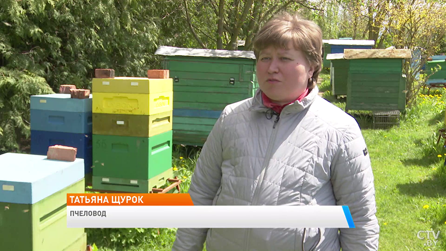 Семья белорусов занимается разведением пчёл. Как содержать этих трудолюбивых насекомых, чтобы получить мёд?-7
