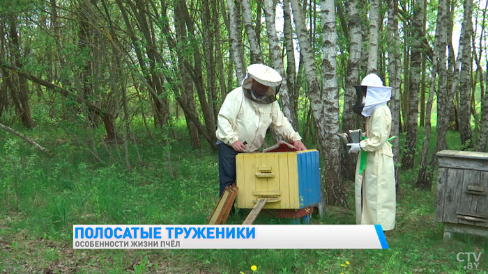 Как общаются пчёлы и какой цвет улья предпочитают? Пчеловод рассказал самые интересные факты-7 Как общаются пчёлы и какой цвет улья предпочитают? Пчеловод рассказал самые интересные факты-7