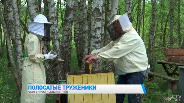 Как общаются пчёлы и какой цвет улья предпочитают? Пчеловод рассказал самые интересные факты-13 Как общаются пчёлы и какой цвет улья предпочитают? Пчеловод рассказал самые интересные факты-13