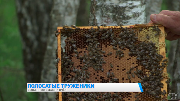 Как общаются пчёлы и какой цвет улья предпочитают? Пчеловод рассказал самые интересные факты-10 Как общаются пчёлы и какой цвет улья предпочитают? Пчеловод рассказал самые интересные факты-10