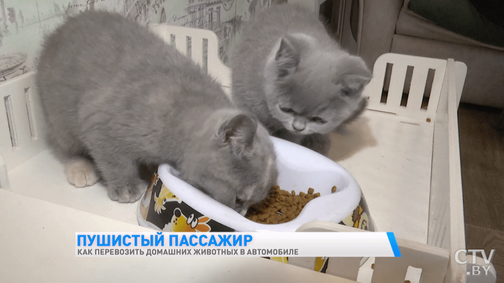 Как правильно перевозить домашних животных в автомобиле? Рассказывает ветеринар-7 Как правильно перевозить домашних животных в автомобиле? Рассказывает ветеринар-7