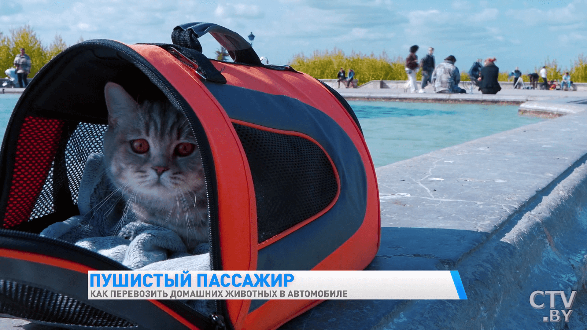 Как правильно перевозить домашних животных в автомобиле? Рассказывает ветеринар-10 Как правильно перевозить домашних животных в автомобиле? Рассказывает ветеринар-10