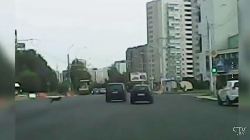 Собака выбежала на дорогу в Минске и врезалась в машину. Животное не пострадало-1