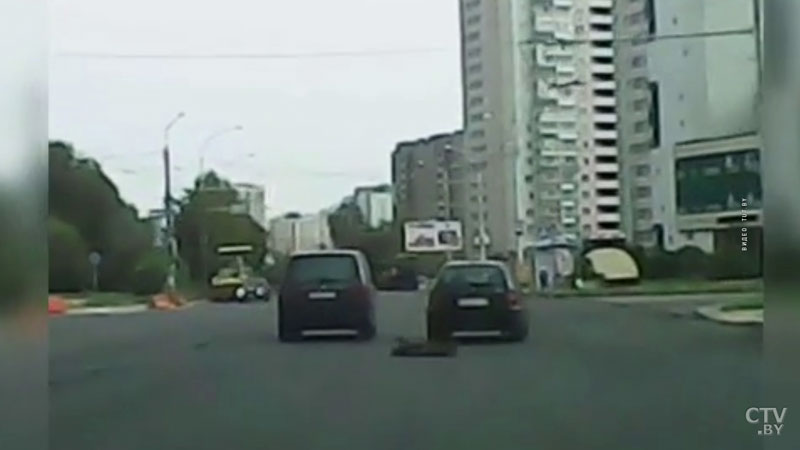 Собака выбежала на дорогу в Минске и врезалась в машину. Животное не пострадало-4