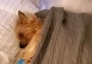 Этот пёс не любит вставать рано. Его ежедневная реакция смешит хозяйку