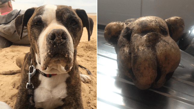 Женщина выкопала картошку, которая в точности похожа на её собаку-1