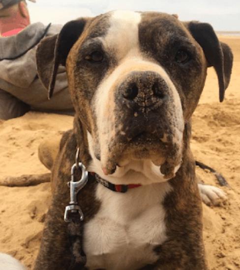 Женщина выкопала картошку, которая в точности похожа на её собаку-7