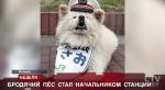 Бродячий пёс стал начальником станции в Японии