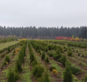 «Берут в основном до метра высотой». Какие деревья хорошо приживаются на приусадебных участках?