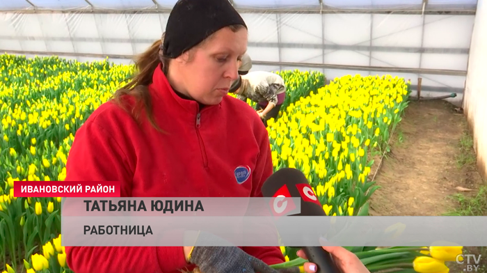 Маленькая Голландия в Беларуси. Посмотрите, как выращивают тюльпаны даже в февральские морозы-10