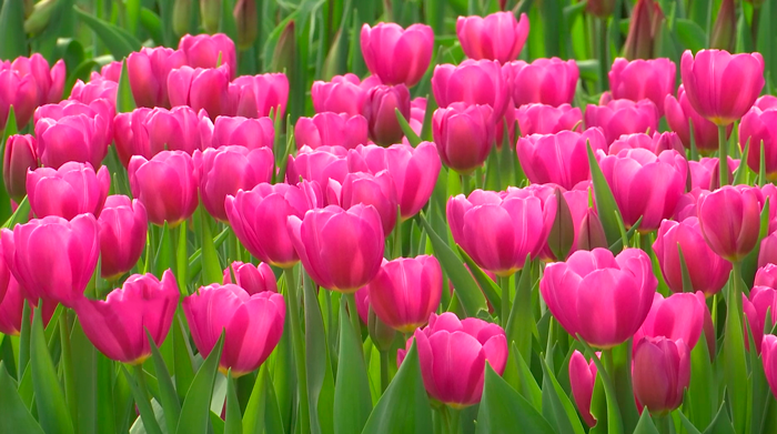 Маленькая Голландия в Беларуси. Посмотрите, как выращивают тюльпаны даже в февральские морозы