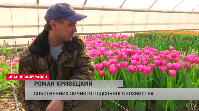Маленькая Голландия в Беларуси. Посмотрите, как выращивают тюльпаны даже в февральские морозы-4