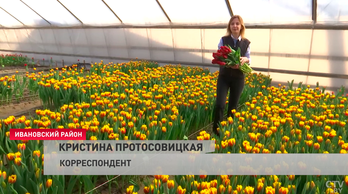 Маленькая Голландия в Беларуси. Посмотрите, как выращивают тюльпаны даже в февральские морозы-7 Маленькая Голландия в Беларуси. Посмотрите, как выращивают тюльпаны даже в февральские морозы-7