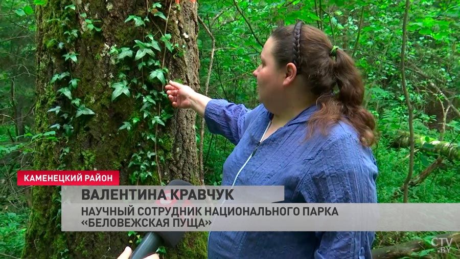 Единственная вечнозелёная лиана в Беларуси. В Беловежской пуще нашли большие заросли плюща-10