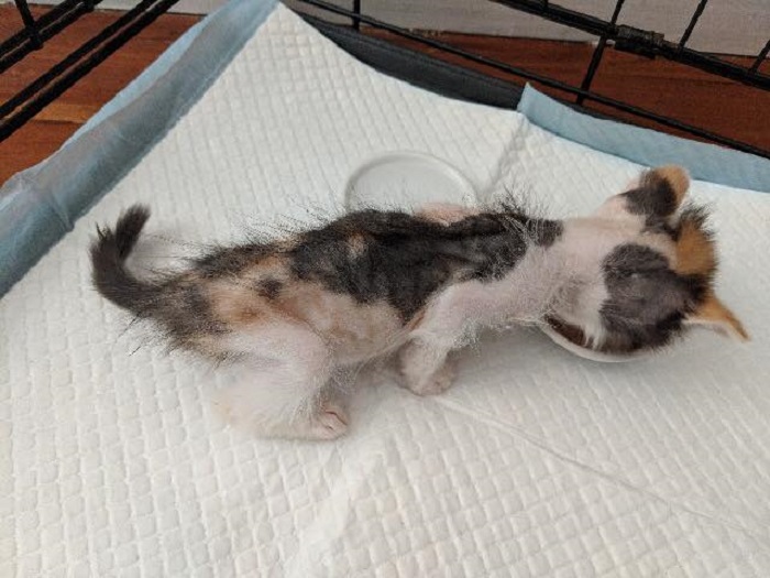 Ослабший котёнок пришёл за помощью к людям. И теперь на него приятно посмотреть -4