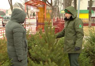 «Думаю сосёнку в этом году приобрести». Под Минском заработали около 230 ёлочных базаров