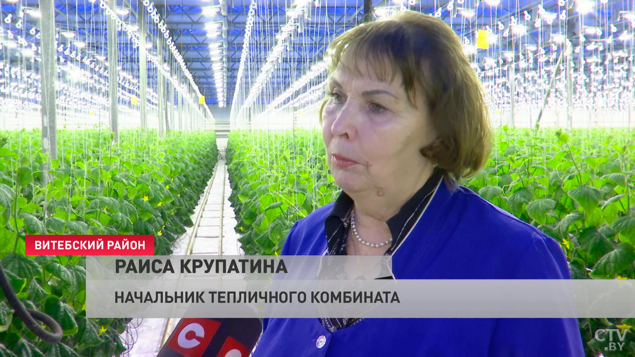 Под Витебском приступили к сбору нового урожая огурцов-4