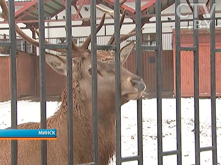 Кого зимой кормят лучше: Минский зоопарк готовится к холодам