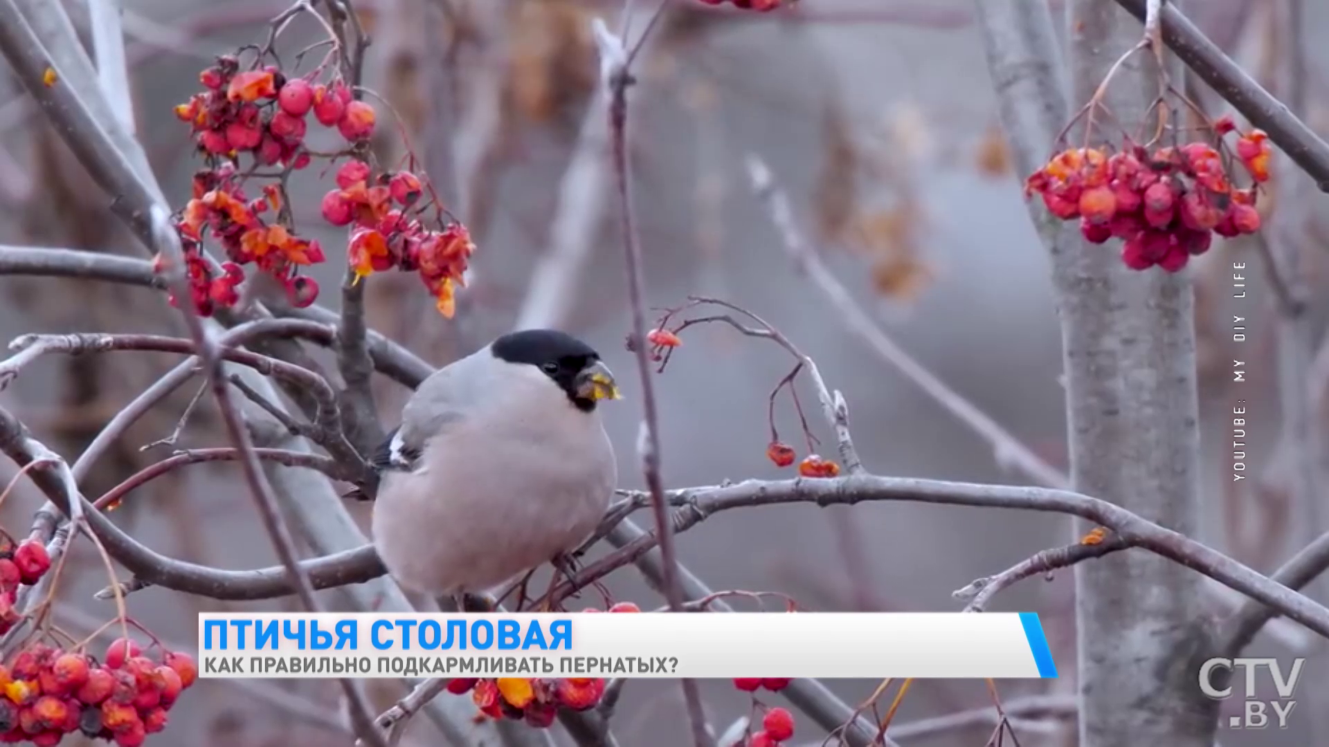 Каждый вид питается определённым типом корма. Как правильно подкармливать пернатых-4