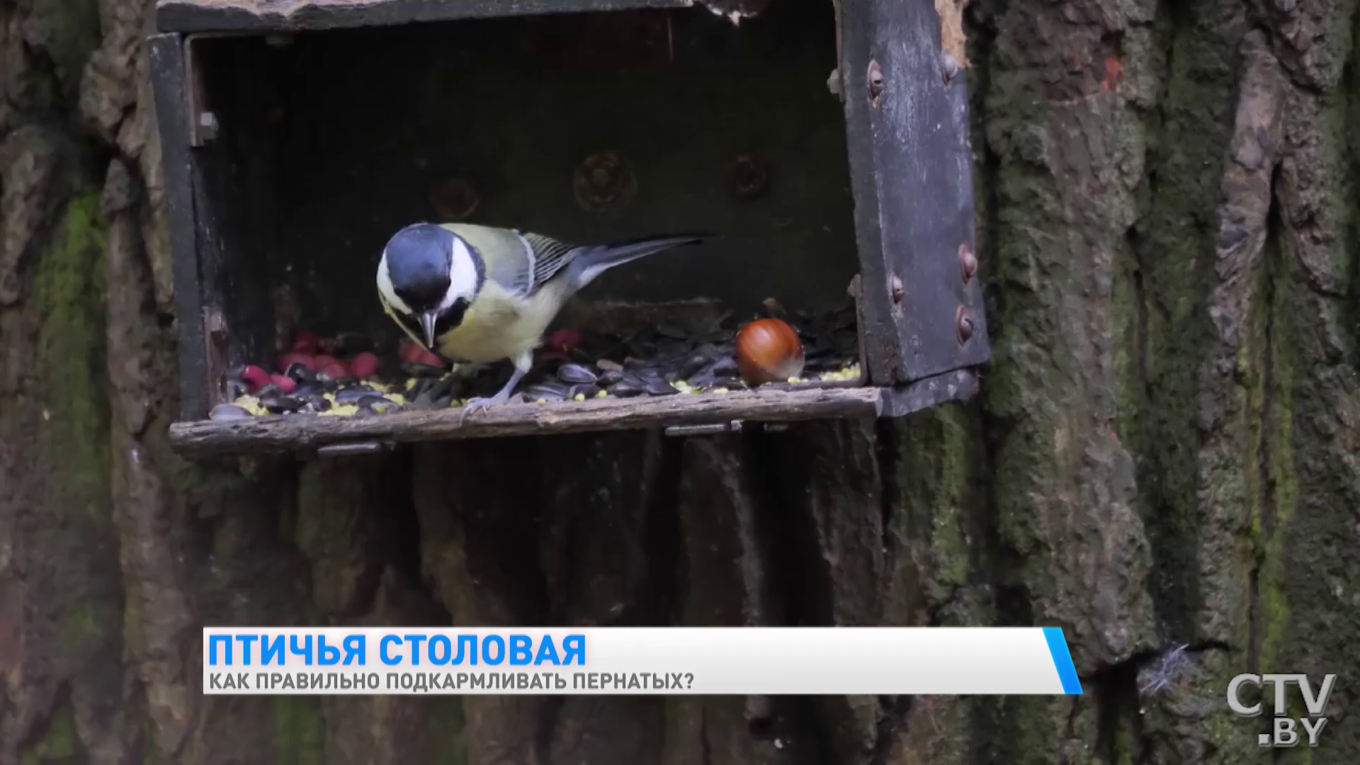 Каждый вид питается определённым типом корма. Как правильно подкармливать пернатых-7