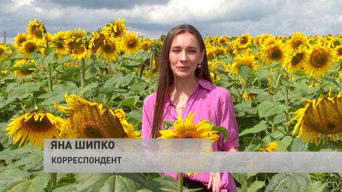 Урожайность – 3-4 тонны с гектара. Почему подсолнечник в Беларуси начали выращивать только несколько лет назад?-1