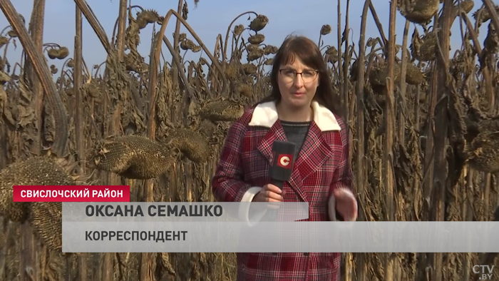 «Более 3 тонн с гектара». Выгодно ли засаживать поля подсолнухами и сколько аграрии зарабатывают на культуре?-7