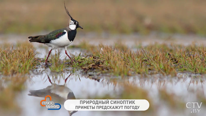 Дождь на Благовещение – год будет грибным, гроза – к тёплому лету. Народные приметы на первую декаду апреля -10