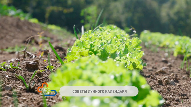 Лунный календарь садовода и огородника – что делать на участке в августе?-1