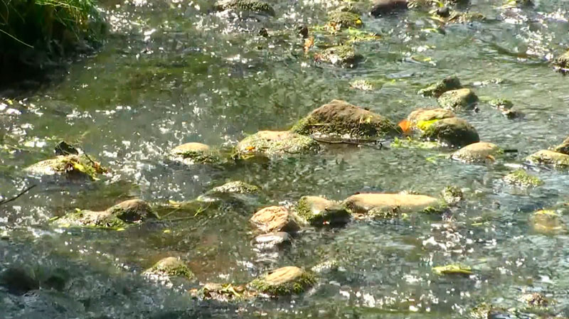 Жаркие выходные до +36. В Беларуси объявлен оранжевый уровень опасности