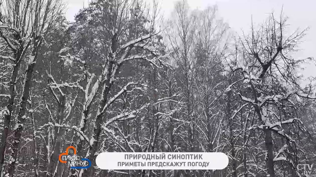 Как по поведению кошки предсказать погоду? Народные приметы на конец января-1