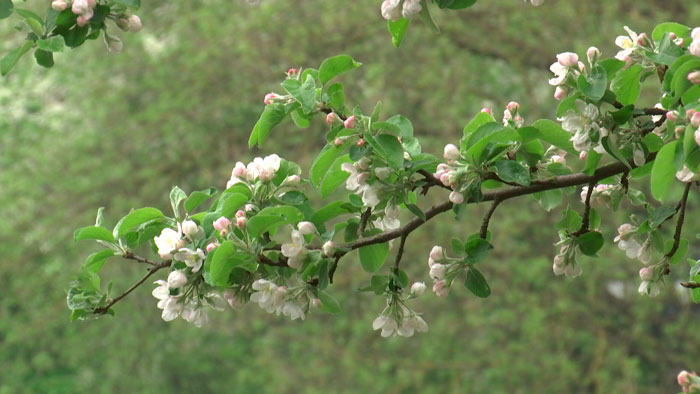 Теперь тепло: 11 мая в Беларуси обещают до +25°C