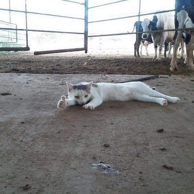 Удивление, уныние и раздражение. Показываем 11 смешных фотографий котиков -11