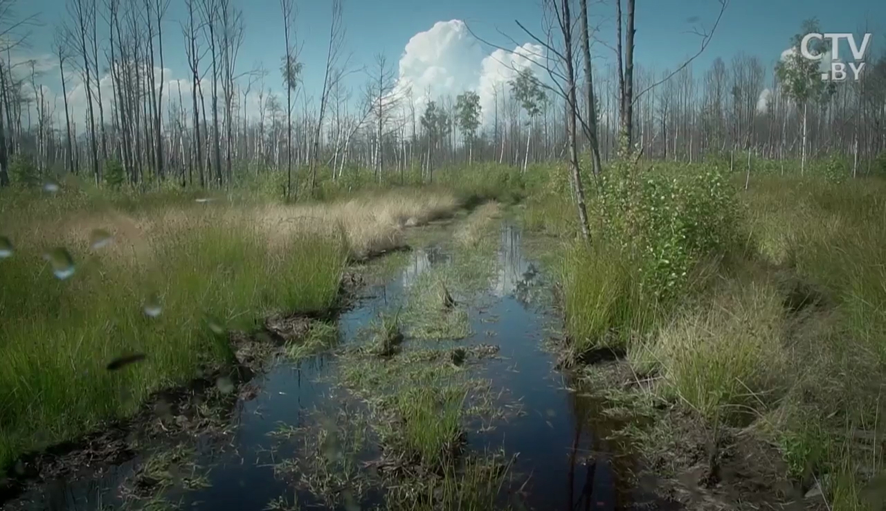 Родина Ильи Муромца, море Геродота и путь из варяг в греки: легенды об Ольманских болотах