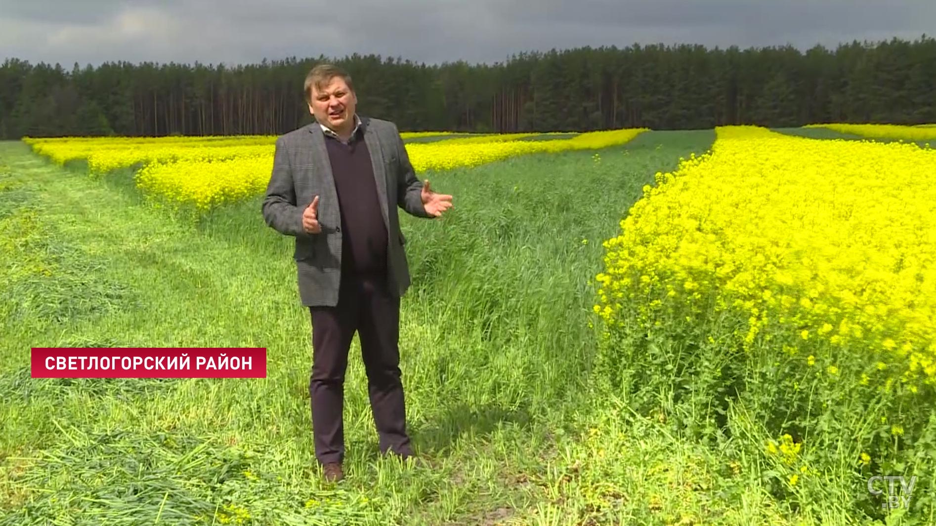 «Поедаемость сумасшедшая»: что такое полосной сев и чем выгодны «пёстрые» поля-4