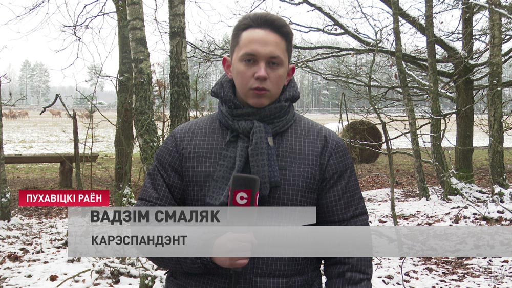 В лесах Минской области восстанавливают популяцию благородных оленей. Животных привозят в том числе из Литвы-4