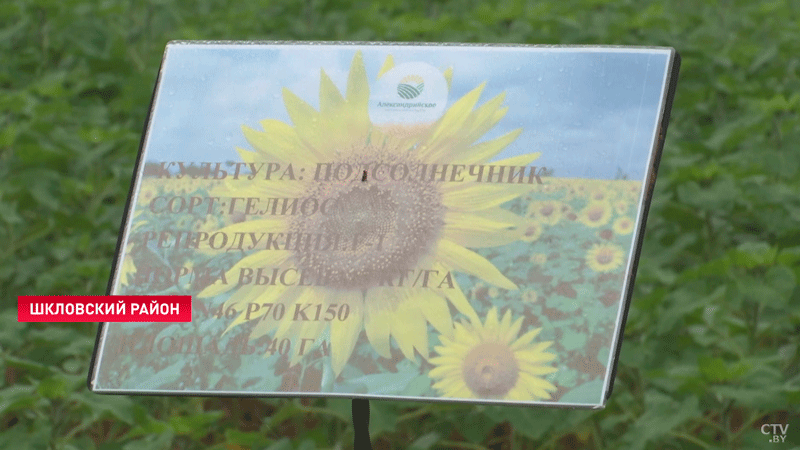 Опыты на полях Александрии. Как Лукашенко произвёл аграрную революцию-10 Опыты на полях Александрии. Как Лукашенко произвёл аграрную революцию-10