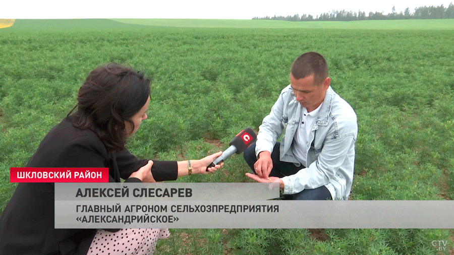 Опыты на полях Александрии. Как Лукашенко произвёл аграрную революцию-13 Опыты на полях Александрии. Как Лукашенко произвёл аграрную революцию-13