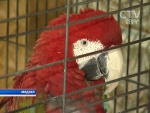 Уникальные попугаи представлены на выставке в Мядельском районе: самые большие и дорогие  