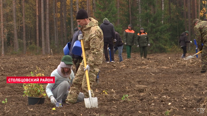 В Беларуси завершилась акция «Восстановим леса вместе»-19