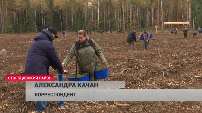 В Беларуси завершилась акция «Восстановим леса вместе»-1