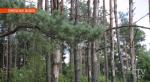 Из-за жары в Беларуси введён частичный запрет на посещение лесов