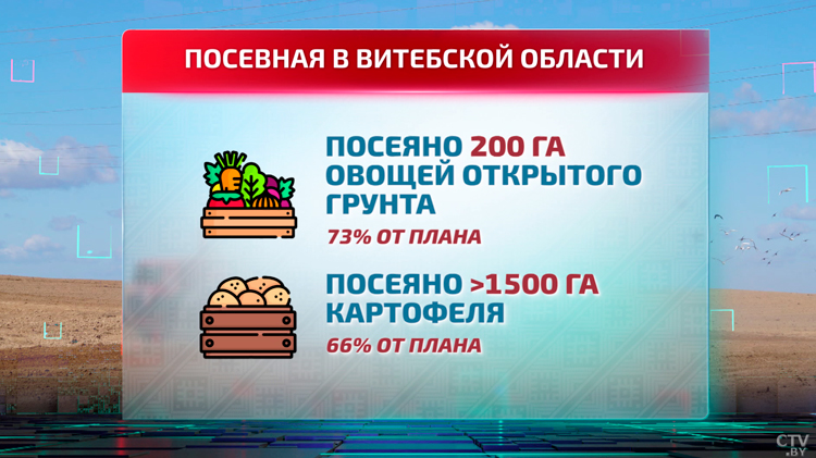 В Беларуси продолжается посадка овощей из борщевого набора – оценили обстановку в полях-13