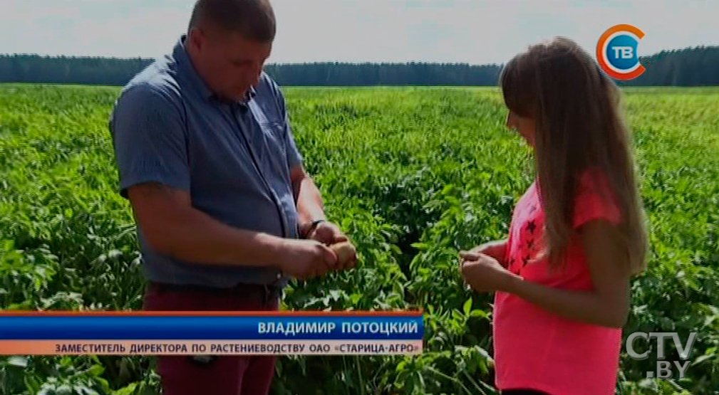 Сколько картошки съедают белорусы за год и какой урожай «второго хлеба» соберут в 2017 году-25