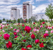 В Минске появится новый розарий. Каким он будет, и где высадят цветы?