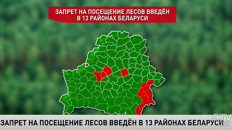 Запрет на посещение лесов введён в 13 районах Беларуси: какие области страны наиболее пожароопасны-1