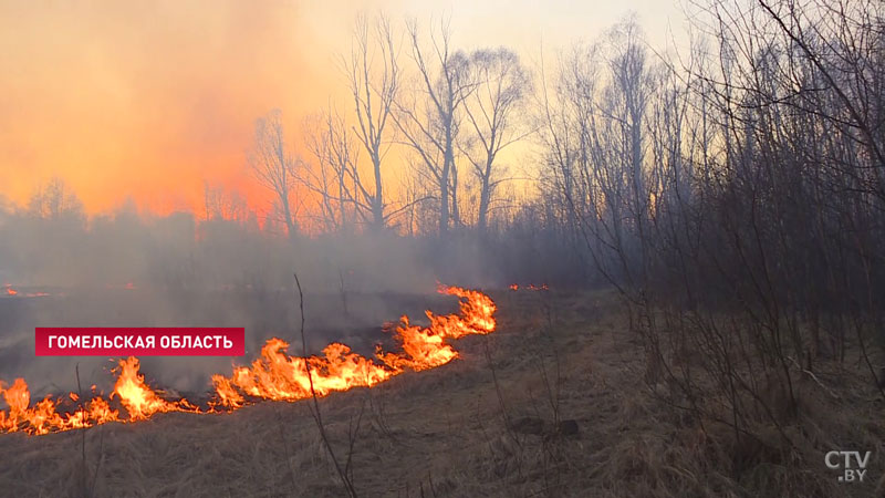 В 15 районах Беларуси действует запрет на посещение лесов -1