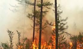 Шаманы подключились к борьбе с пожарами в Сибири и Якутии