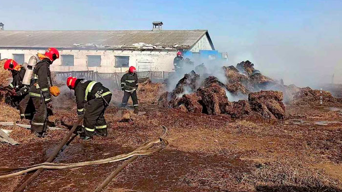 Более полутысячи коров спасли при пожаре в Минском районе