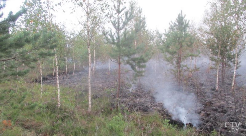  Более сотни человек на земле и прикрытие с воздуха.  Крупный пожар тушат в Столинском районе-8